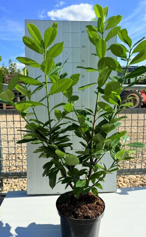 Лавровишна Новита/ Prunus Novita 80-100см.