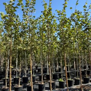 Липа/ Tilia Europaea Pallida