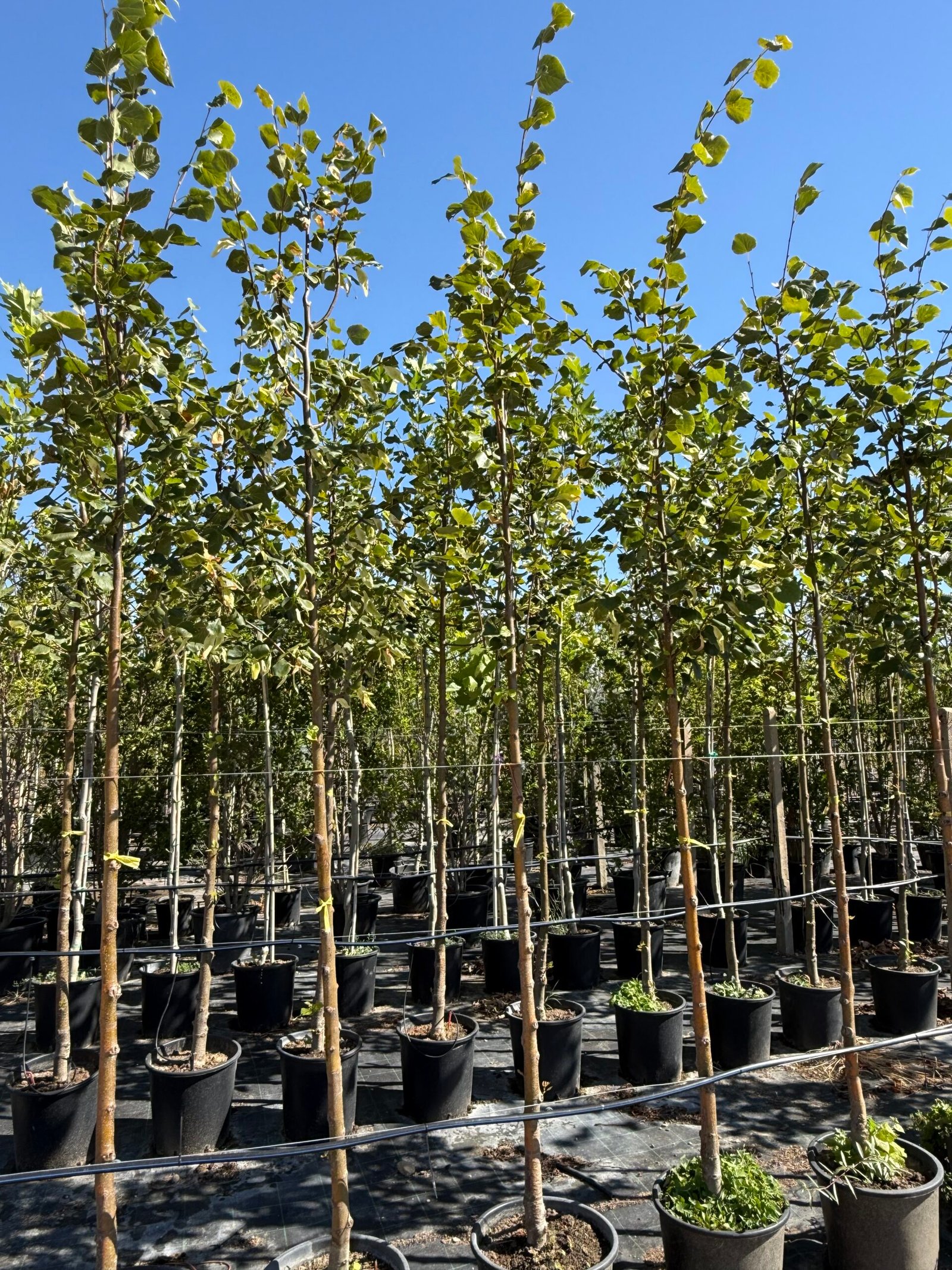 Липа/ Tilia Europaea Pallida