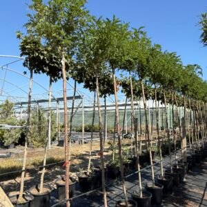 Кълбовидна акация/ Robinia pseud. Umbraculifera