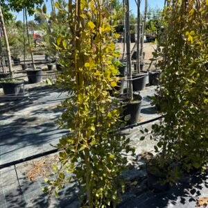 Плачеща Японска Върба/Salix caprea 'Kilmarnock'