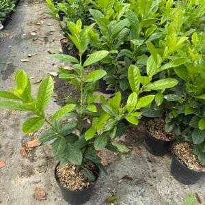 Prunus l. "Novita"/ Лавровишна Новита 60-80см.