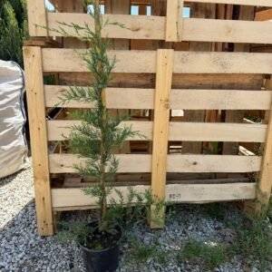 Кипарис Лейланди /Cupressus leylandii 80см.