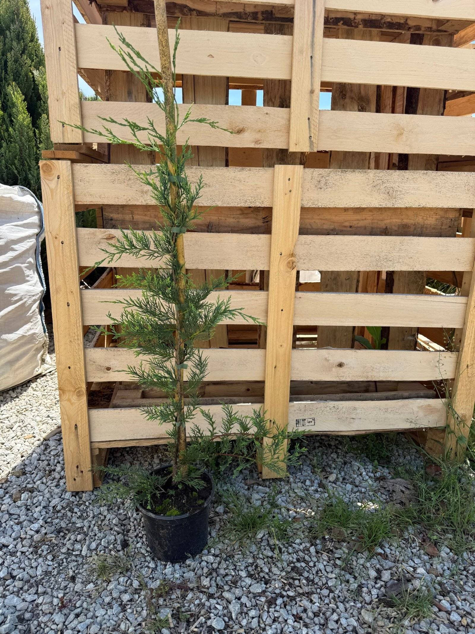 Кипарис Лейланди /Cupressus leylandii 80см.