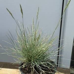 Фестука - Синя трева/ Festuca glauca