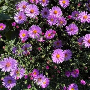 Астра / Aster  'Anneke'