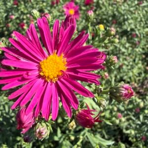 Астра  храстовидна/ Aster 'Jenny'