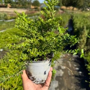 Лоницера Нитида / Lonicera nitida
