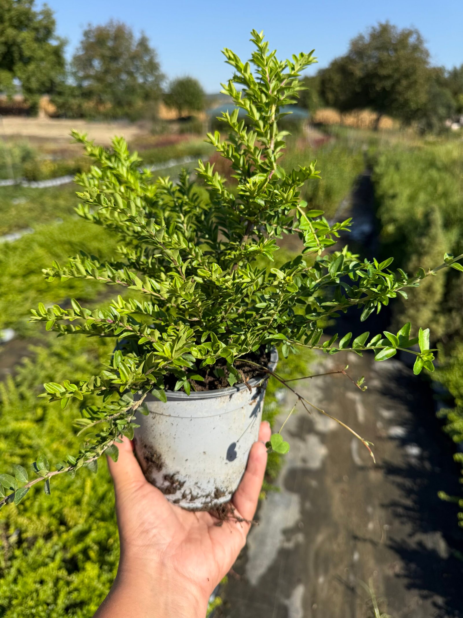 Лоницера Нитида / Lonicera nitida