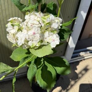Хортензия макрофила бяла