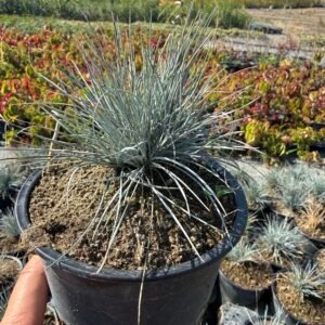 Фестука - Синя трева/ Festuca glauca
