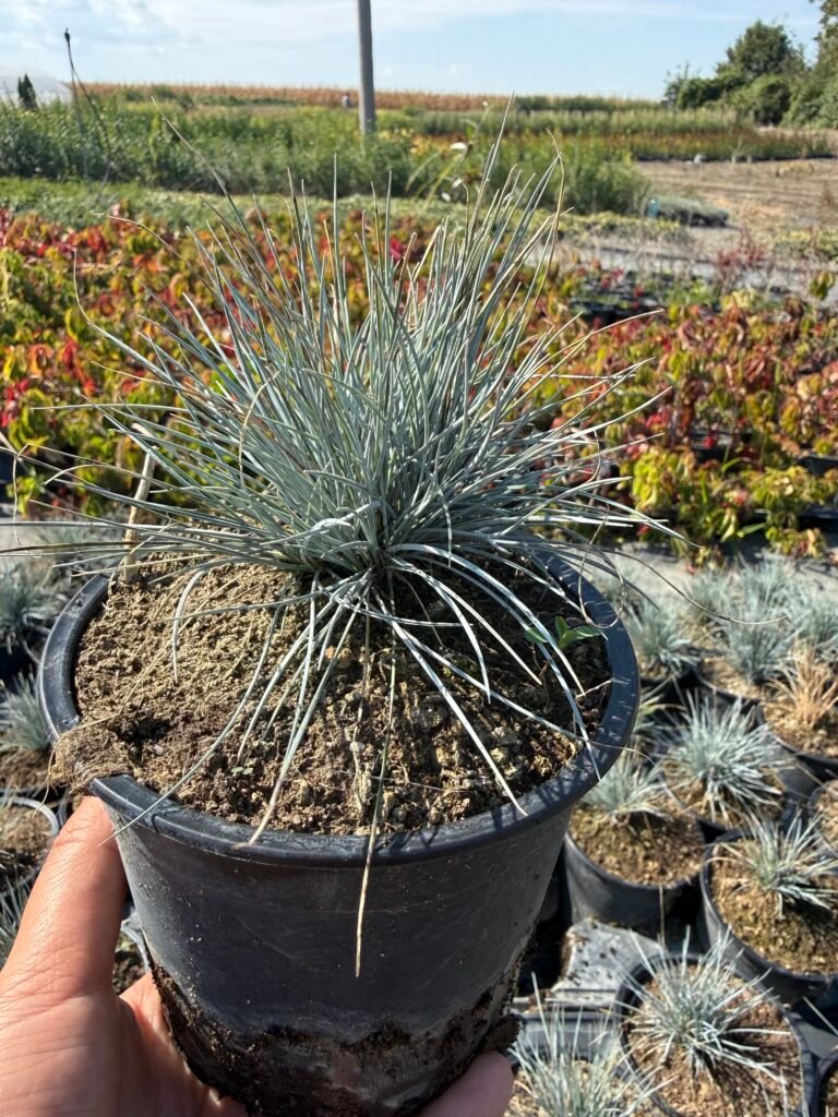 Фестука - Синя трева/ Festuca glauca