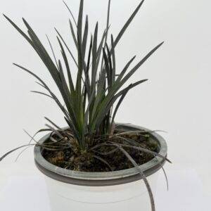 Офиопогон черен/ Ophiopogon planiscapus Nigrescens