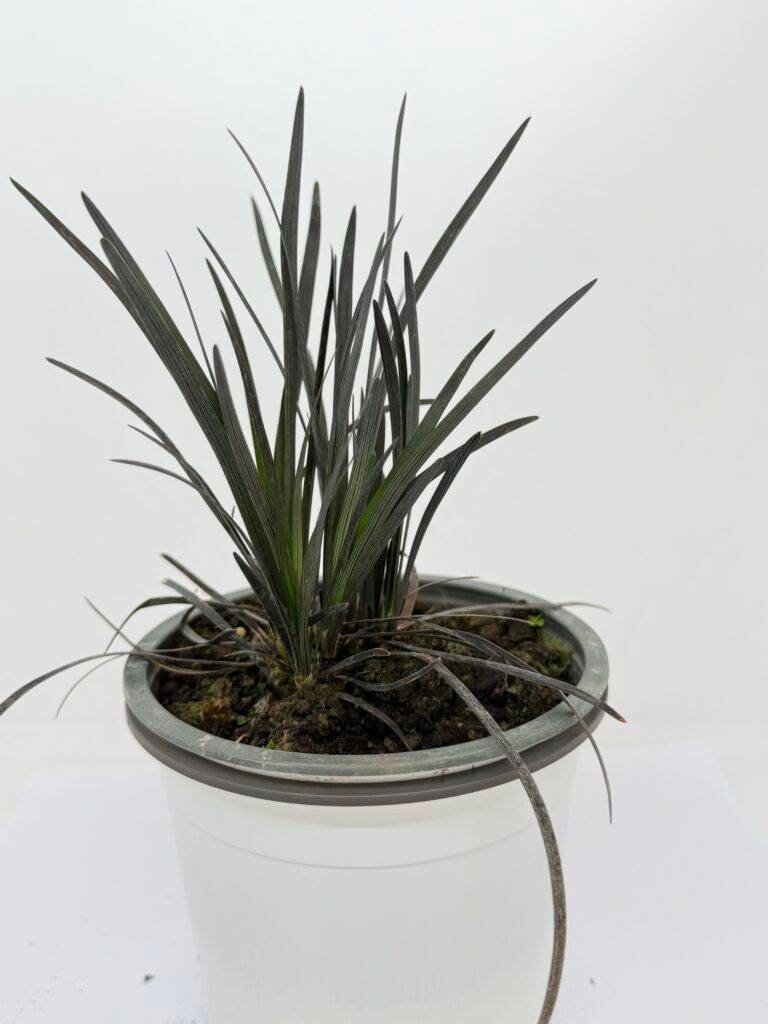 Офиопогон черен/ Ophiopogon planiscapus Nigrescens