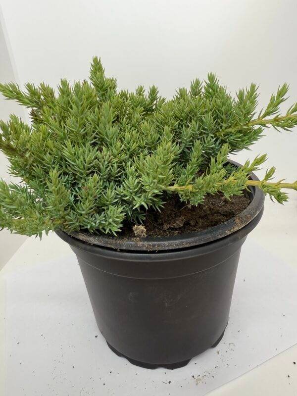Хвойна Прокумбенс Нана/ Juniperus procumbens 'Nana'