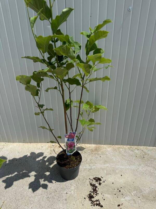 Магнолия Галакси/ Magnolia 'Galaxy' розова 1м. - Image 2