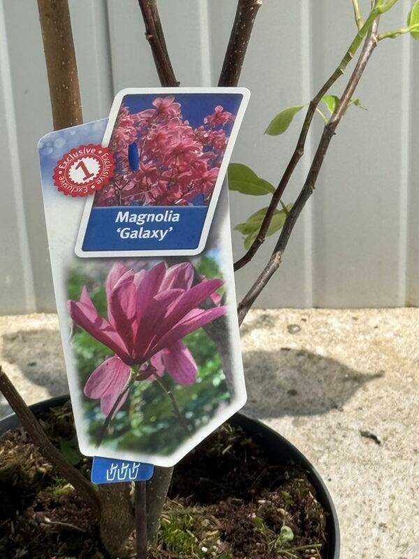 Магнолия Галакси/ Magnolia 'Galaxy' розова 1м. - Image 3
