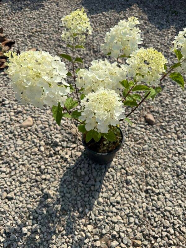 Хортензия паникулата бяла/ Hydrangea Paniculata White - Image 2