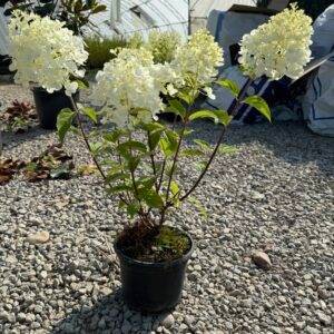 Хортензия паникулата бяла/ Hydrangea Paniculata White