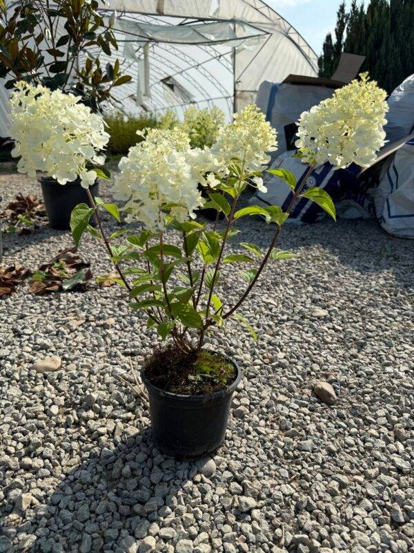 Хортензия паникулата бяла/ Hydrangea Paniculata White