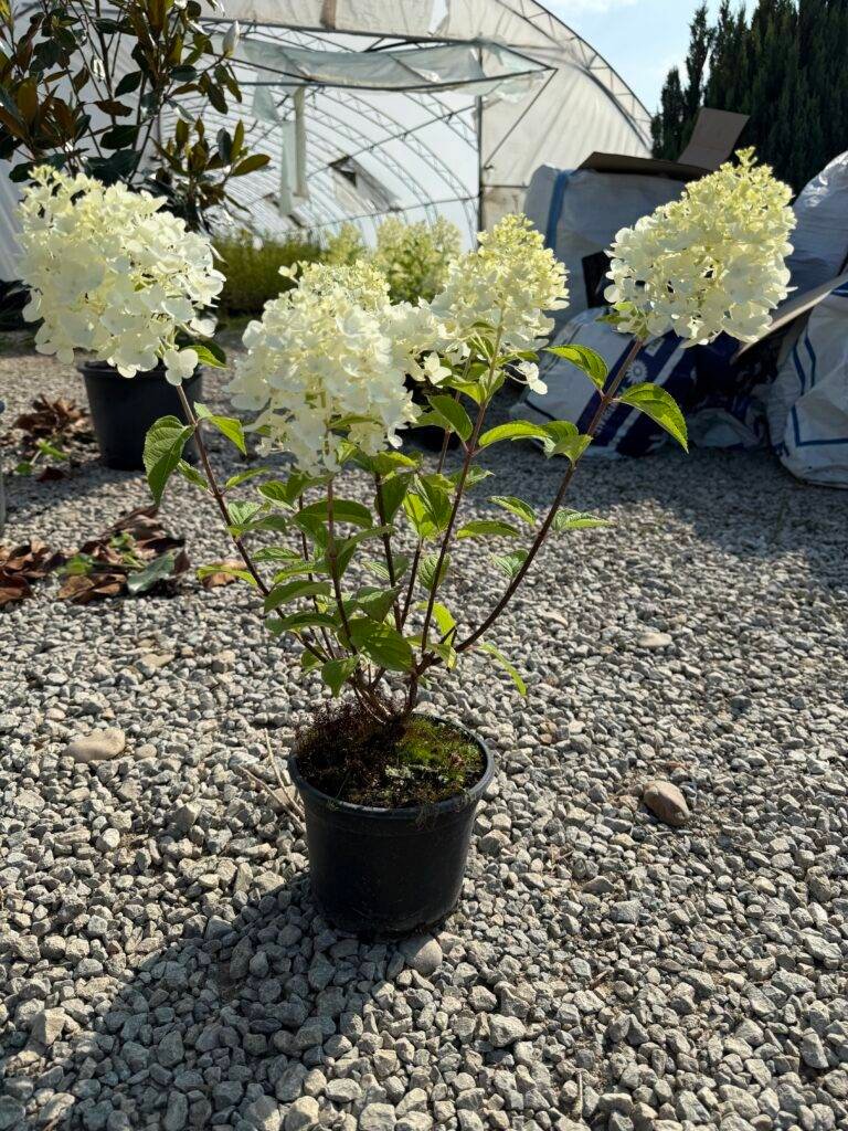 Хортензия паникулата бяла/ Hydrangea Paniculata White