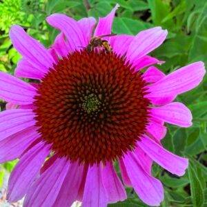 Ехинацея Пурпурея/ Echinacea Purpurea
