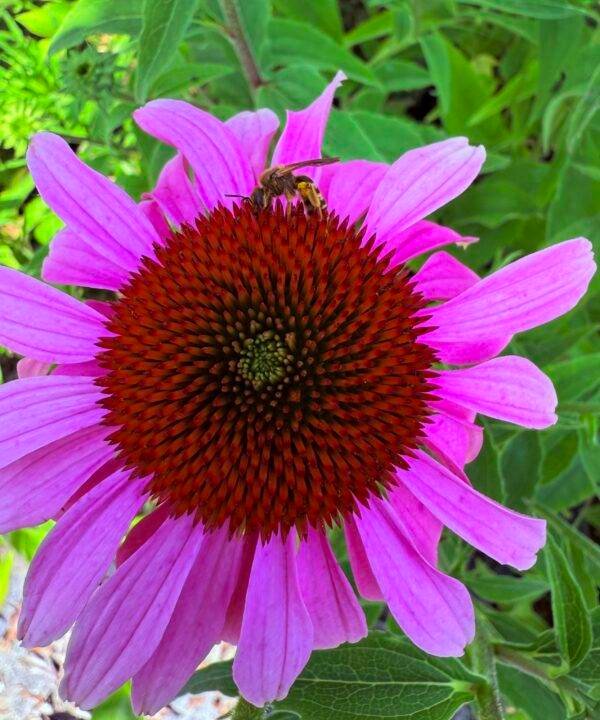 Ехинацея Пурпурея/ Echinacea Purpurea