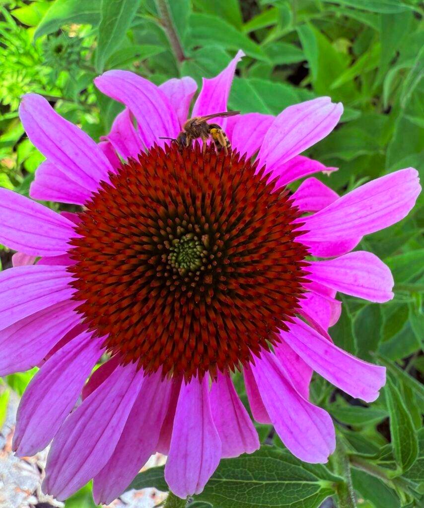 Ехинацея Пурпурея/ Echinacea Purpurea