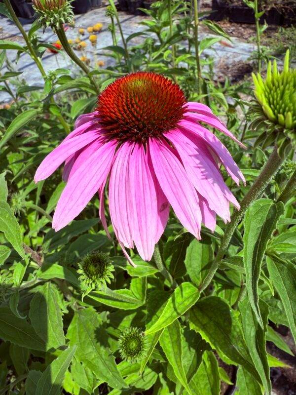 Ехинацея Пурпурея/ Echinacea Purpurea - Image 3