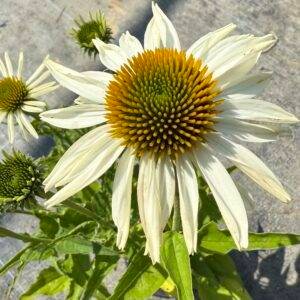 Ехинацея бял цвят/ Echinacea Alba