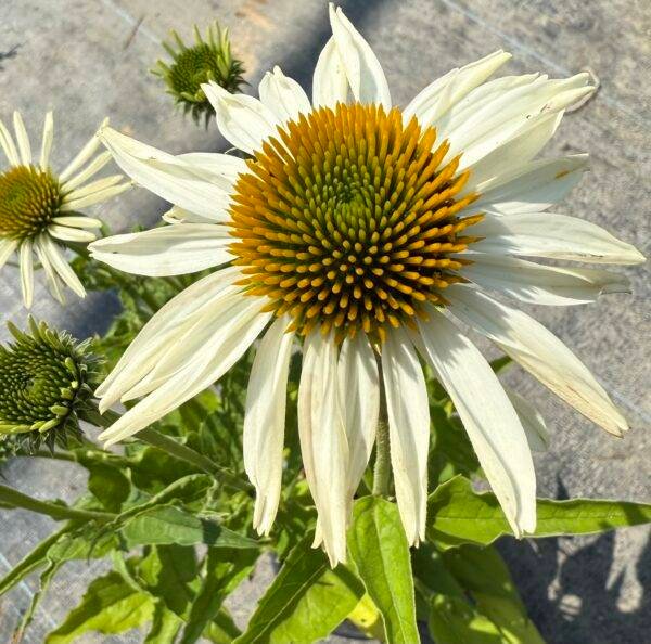 Ехинацея бял цвят/ Echinacea Alba