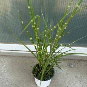 Miscanthus sinensis Zebrinus(Мискантус Зебринус)
