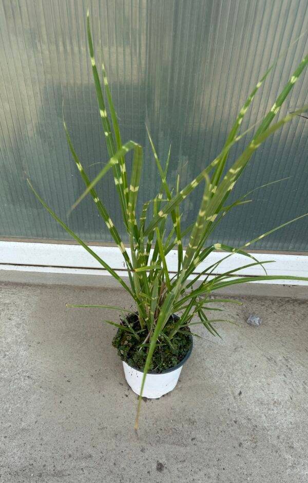 Miscanthus sinensis Zebrinus(Мискантус Зебринус)