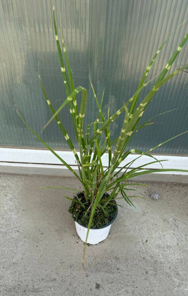 Miscanthus sinensis Zebrinus(Мискантус Зебринус)