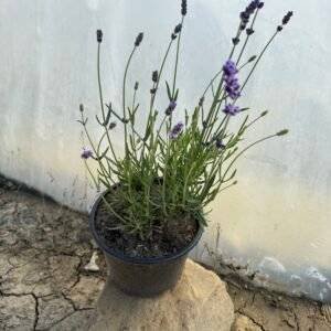 Лавандула Хиткот/Lavender angustifolia Hidcote