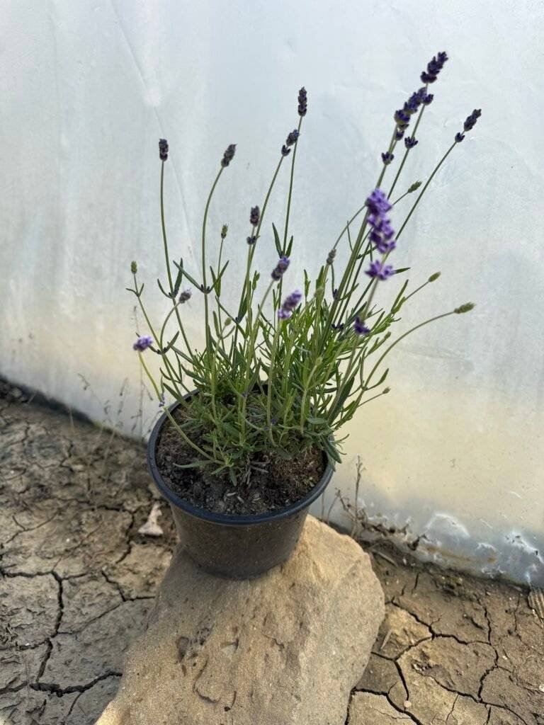 Лавандула Хиткот/Lavender angustifolia Hidcote