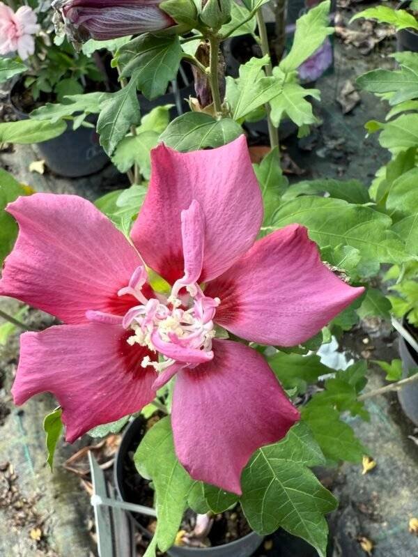 Хибискус, Дървовидна ружа "Дъг де Брабант" / Hibiscus syr. "Duc de Brabant"