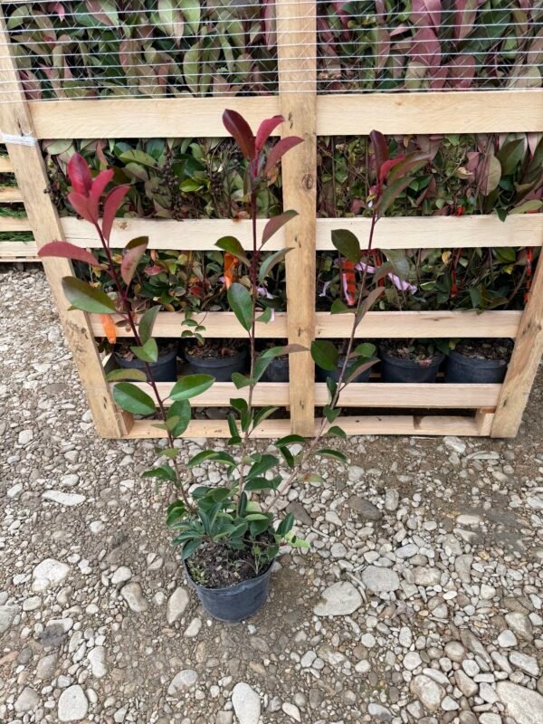 Фотиния Ред Робин 60-80см. / Photinia fraseri 'Red Robin’