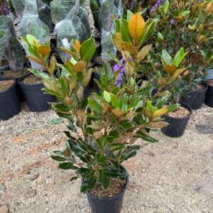 Вечнозелена магнолия Little Gem