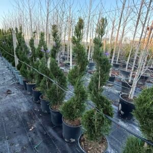 Топиария Спирала/ Cupressocyparis leylandii Spirale