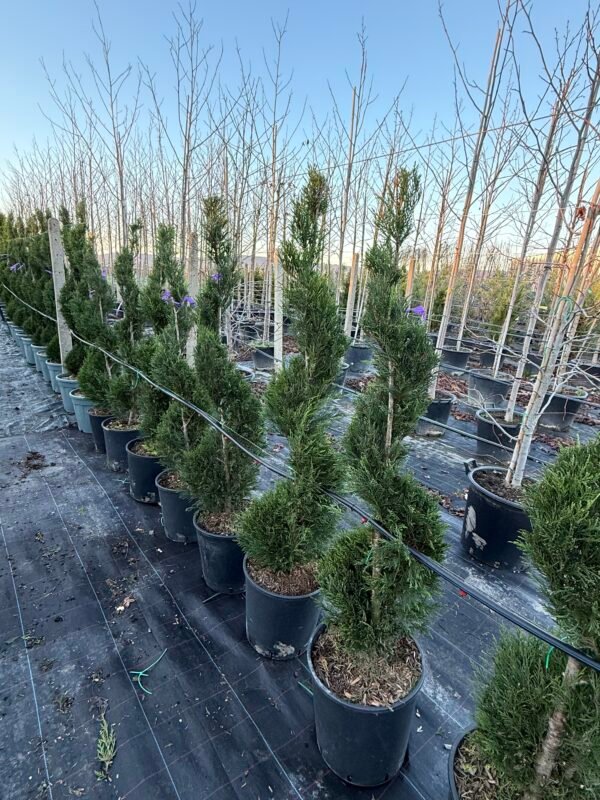 Топиария Спирала/ Cupressocyparis leylandii Spirale