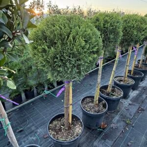 Топиария 1 топка