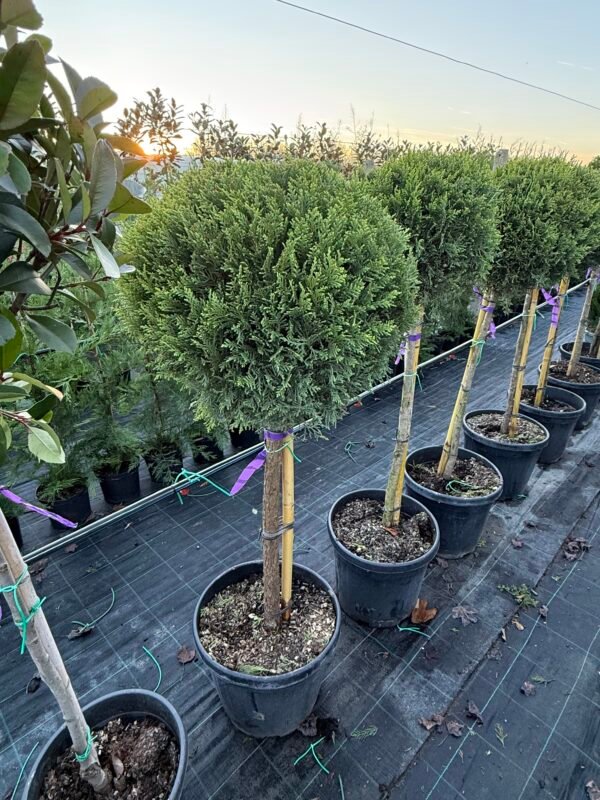 Топиария 1 топка