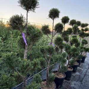 Топиария Пом-пон