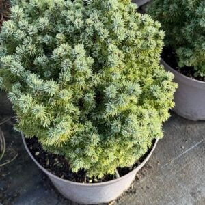 Кълбовиден смърч / Picea Glauca Echiniformis