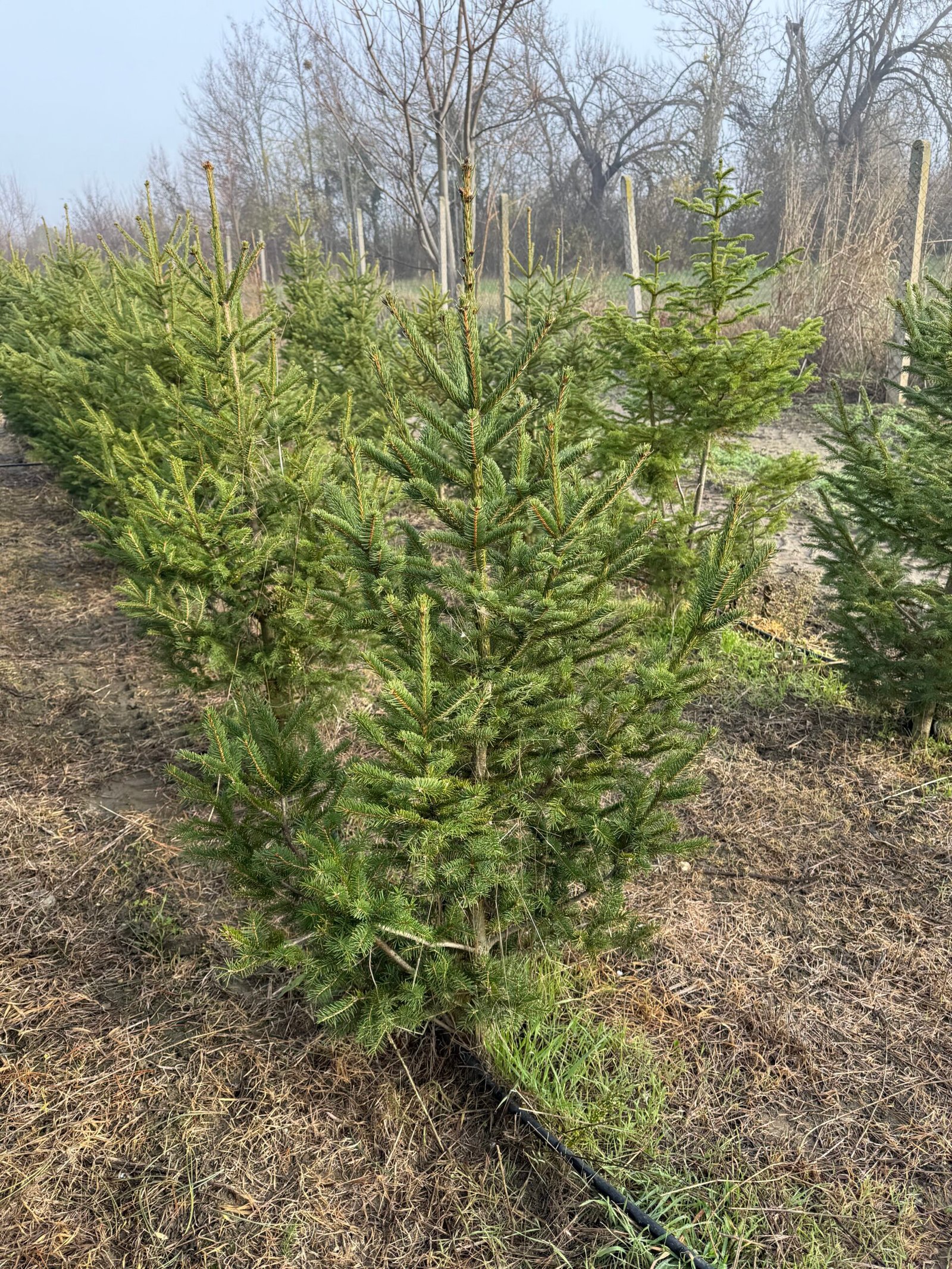 Обикновен смърч/Picea abies - Image 2