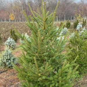 Обикновен смърч/Picea abies