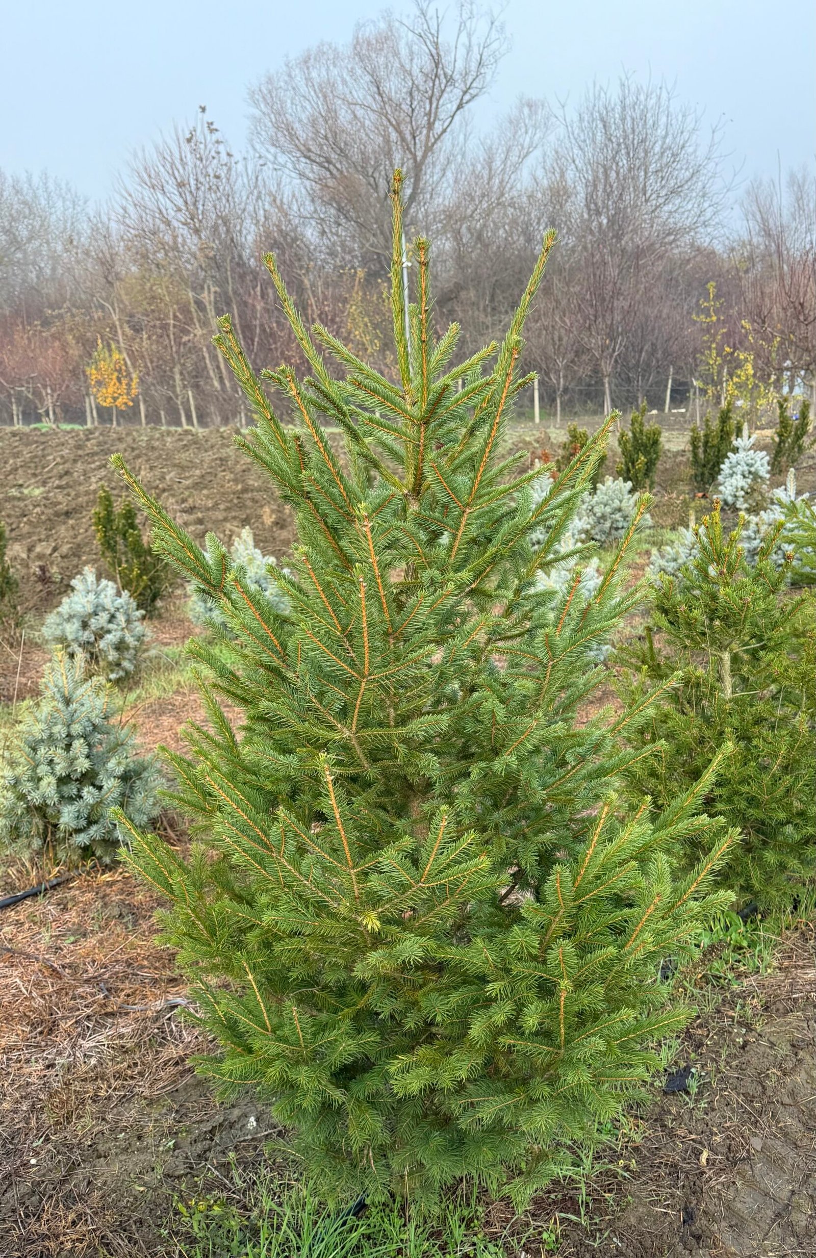 Обикновен смърч/Picea abies