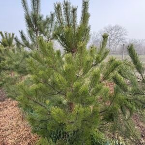 Черен бор/ Pinus nigra 150-175см. на бала