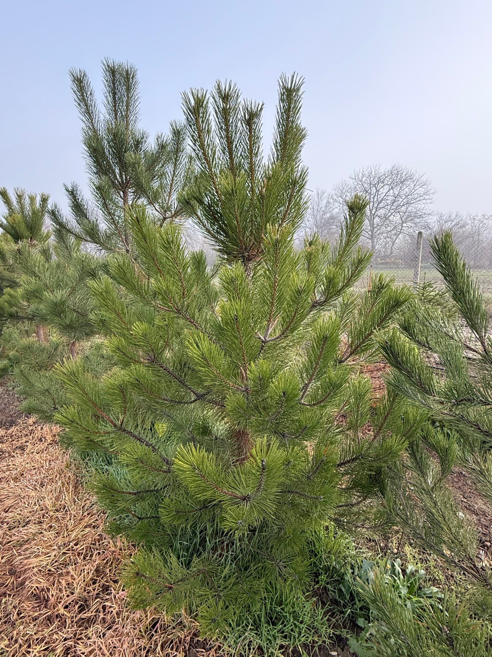 Черен бор/ Pinus nigra 150-175см. на бала
